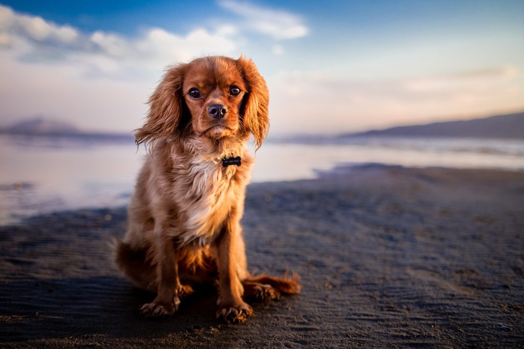 Dog Poop Pickup in Sterling Heights, MI