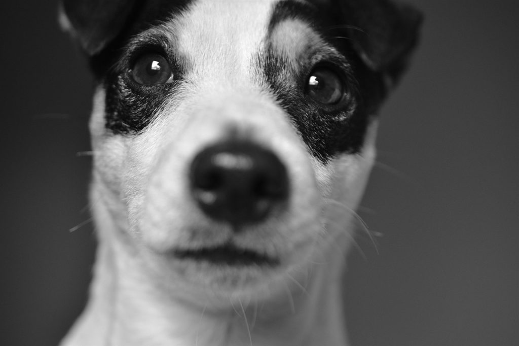 Dog Poop Pickup in Sterling Heights, MI