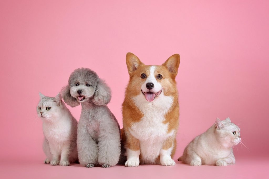 Dog Poop Pickup in Sterling Heights, MI
